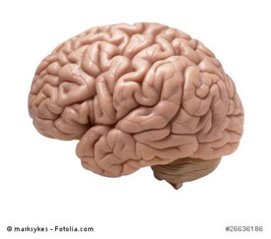 Gehirn-marksykes-Fotolia_26636186_XS_copyright
