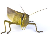 Heuschrecke