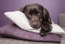 Hund-Kissen-Fotolia_15729225_XS-212x142