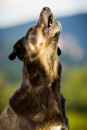 Hund-bellt-Fotolia_51474607_XS-c-hemlep
