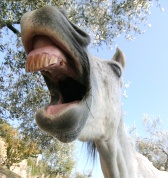 Pferdekopf-Fotolia_9270047_XS-168x178